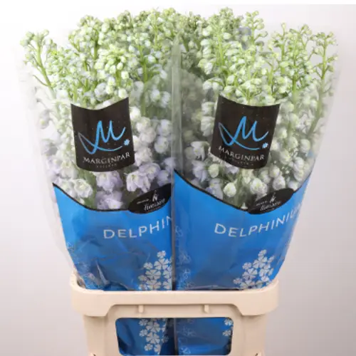 Delphinium milka Milka lavender 100cm