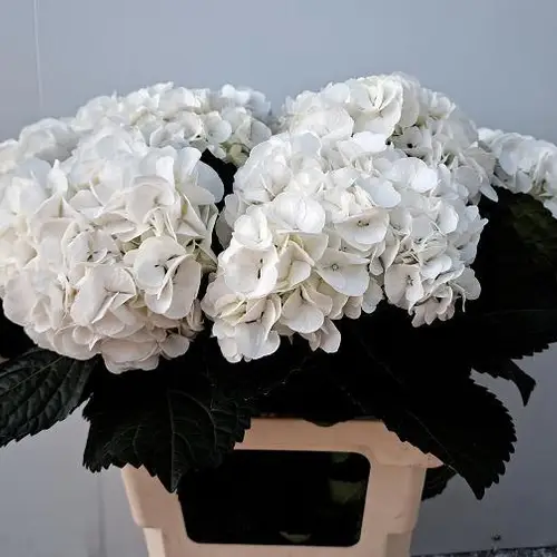 Hortensie weiss  Ivoor Bol 18cm 65cm