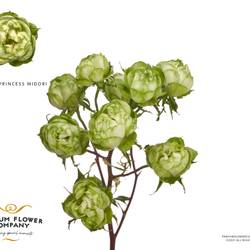 Rose verzweigt grün Midori 50cm