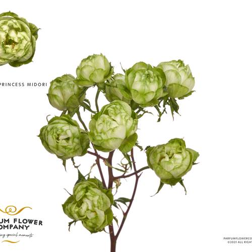 Rose verzweigt grün Midori 50cm