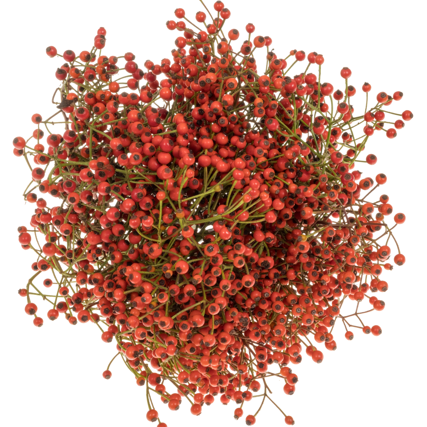 Hagebutte rot Autumn Joy 45cm