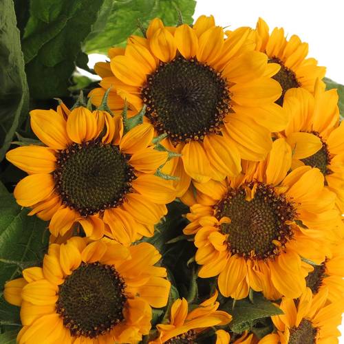 Sonnenblume gelb klein Tanja 60cm