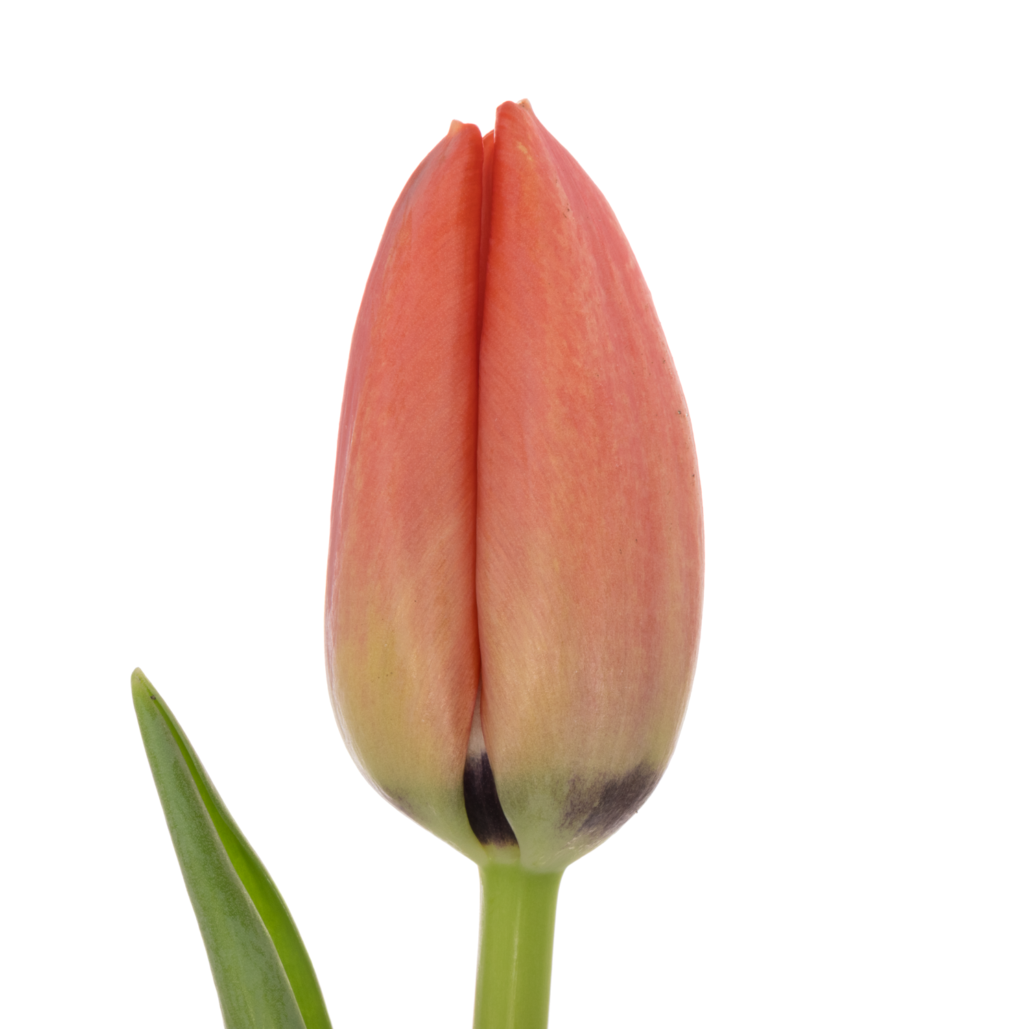 Franz.rot Pride 54 Gramm 44cm