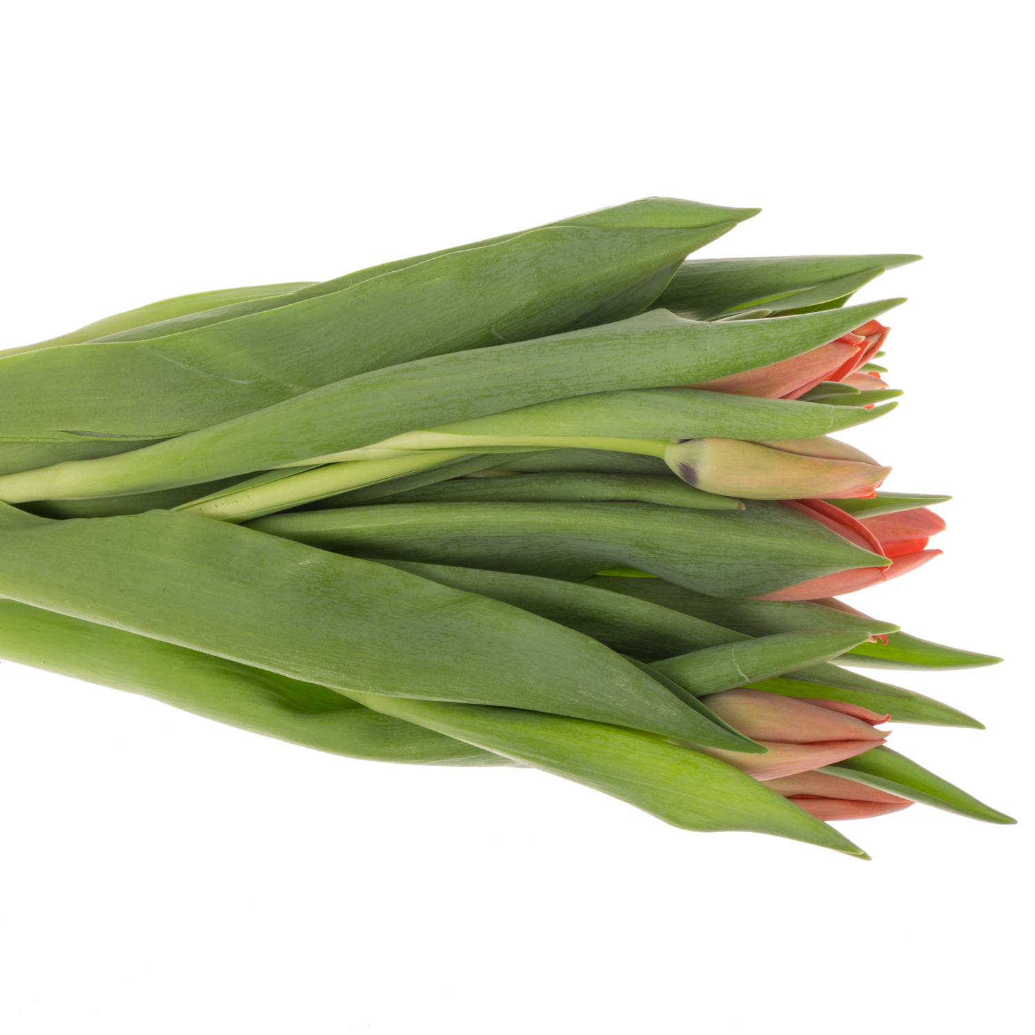 Franz.rot Pride 54 Gramm 44cm