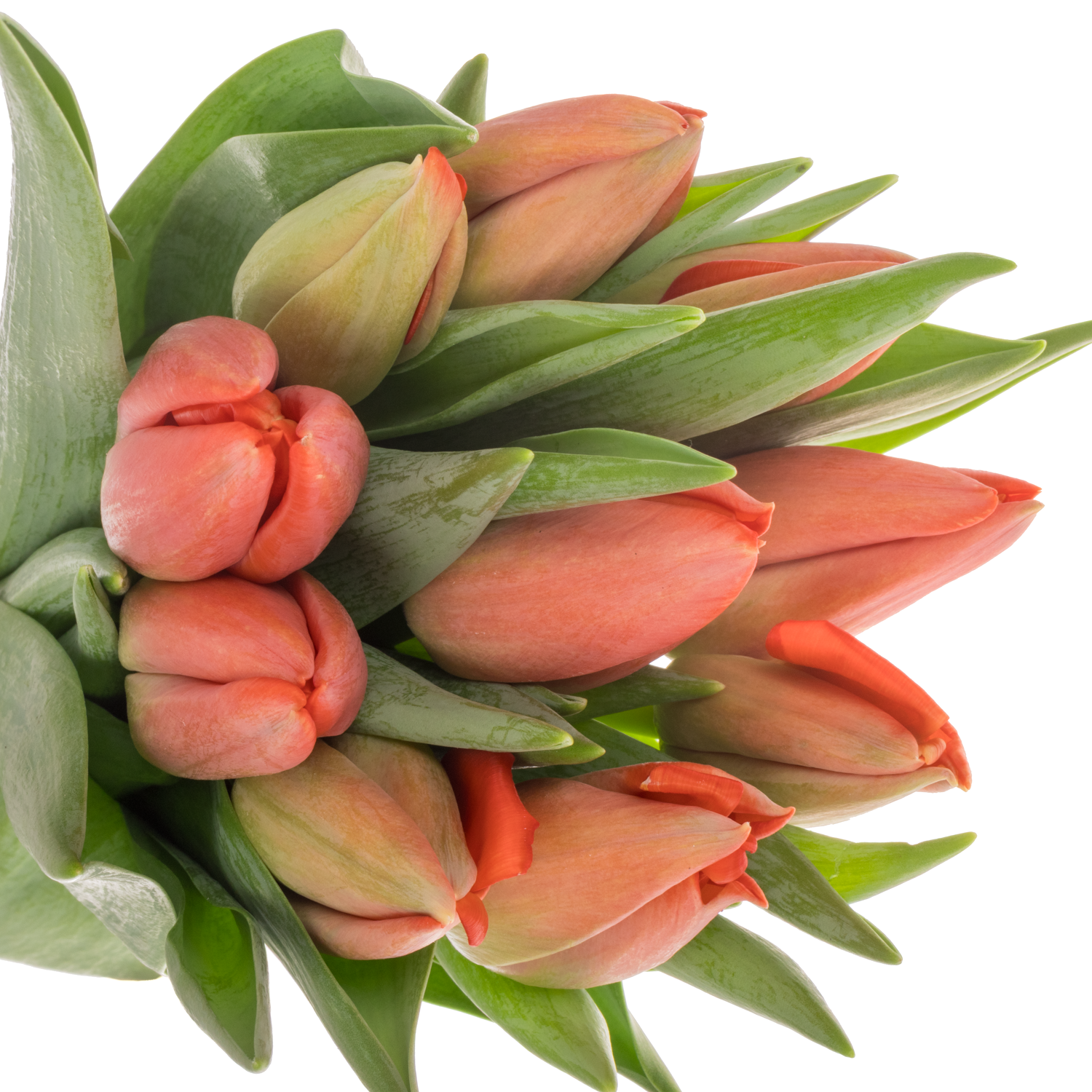 Franz.rot Pride 54 Gramm 44cm