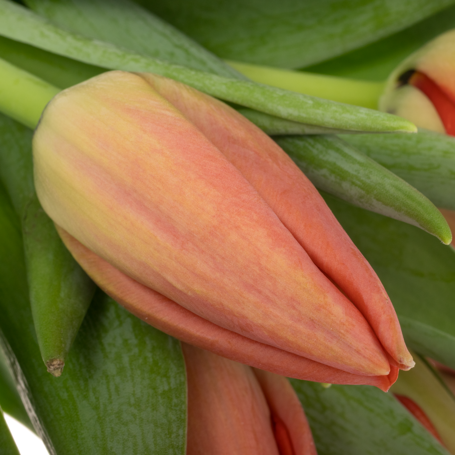 Franz.rot Pride 54 Gramm 44cm