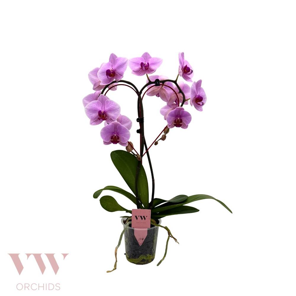 Phal.Herz Form rosa T12 H050