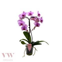 Phal.Herz Form rosa T12 H050