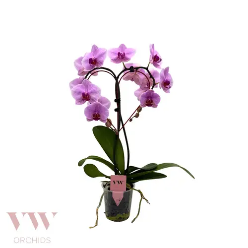 Phal.Herz Form rosa T12 H050