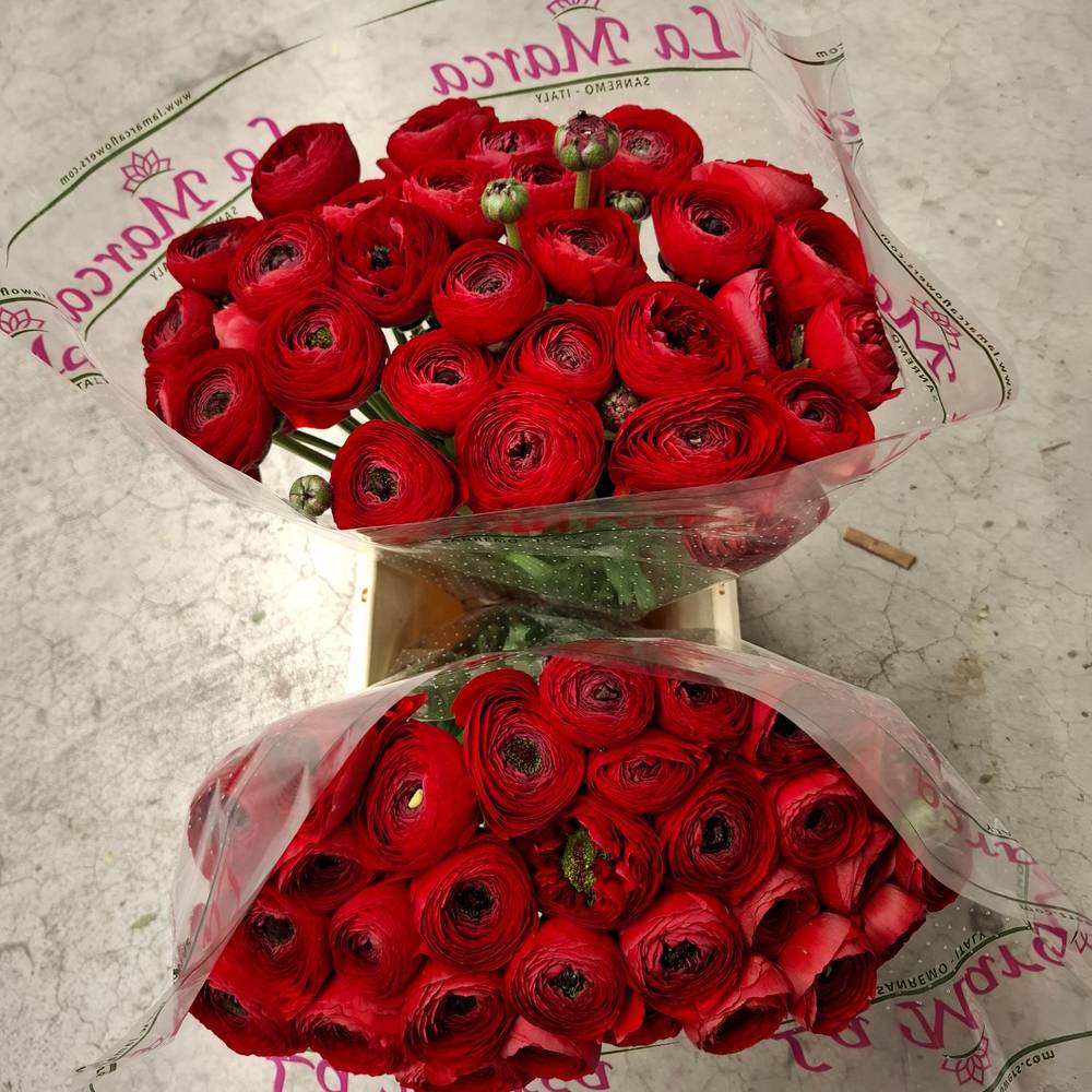 Ranunkel rot Cloni Valentine Red 40cm x 30