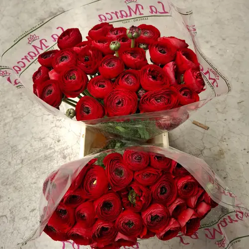 Ranunkel rot Cloni Valentine Red 40cm x 30