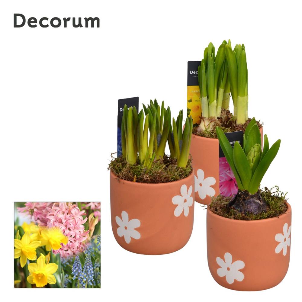 Zwiebel mix im Terracotta Keramik HL13873B T10 H016