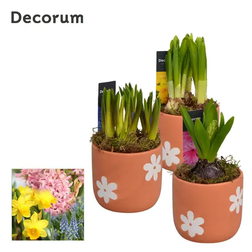 Zwiebel mix im Terracotta Keramik HL13873B T10 H016