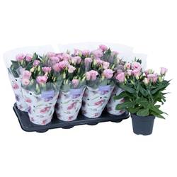 Lisianthus hell rosa T13 H036