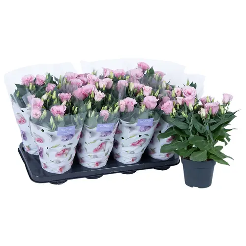 Lisianthus hell rosa T13 H036