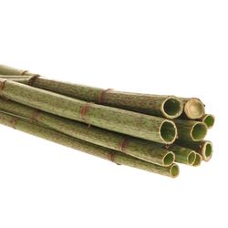 Polygonum grün 70cm