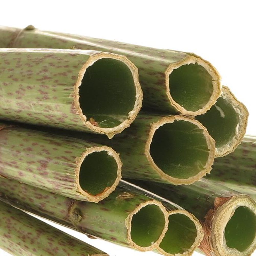 Polygonum grün 70cm