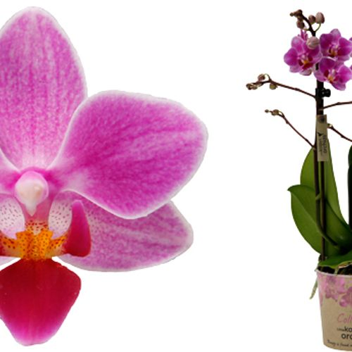 Phal.3-R lila Laos Kolibri T09 H40