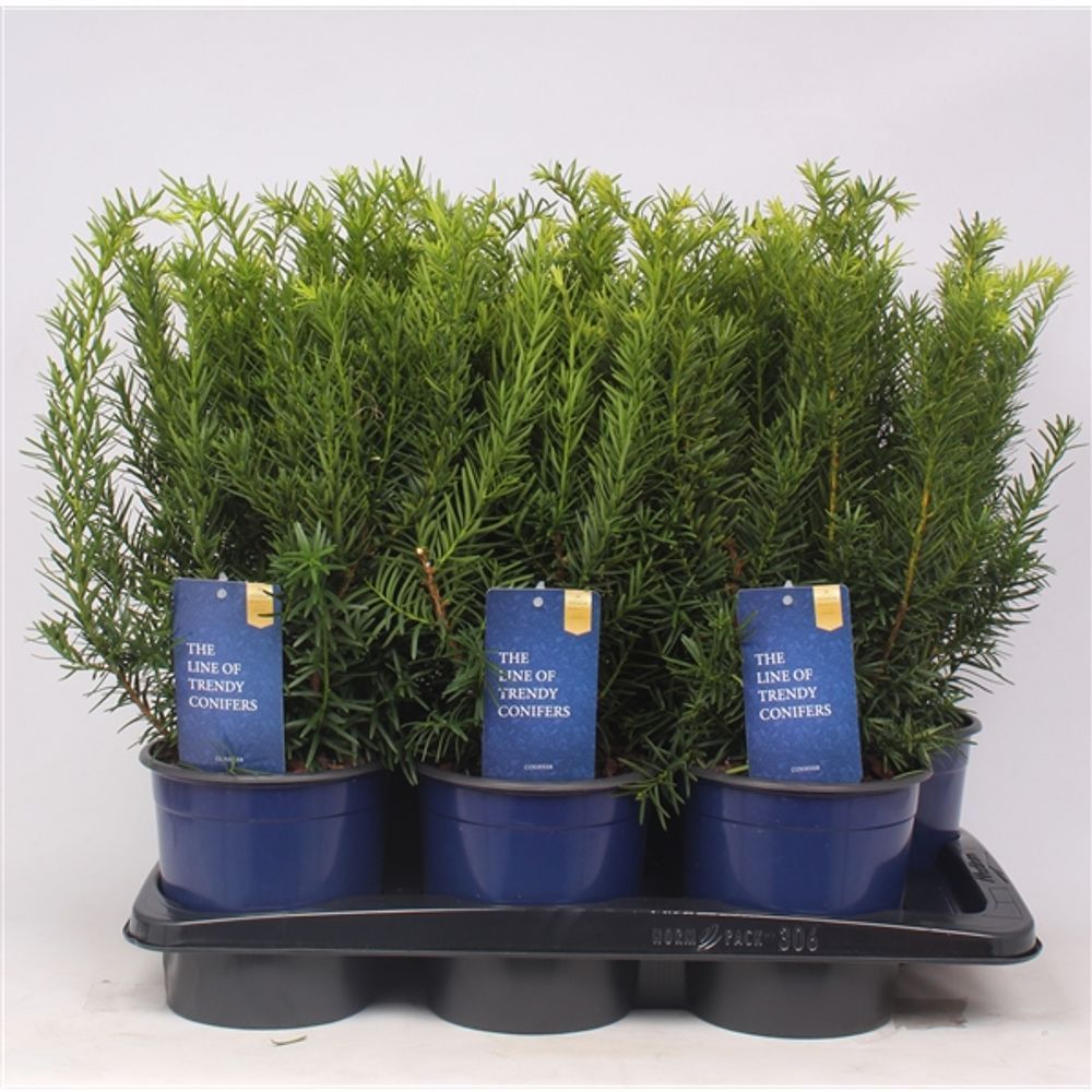 Taxus Media Densiformis T17 H050