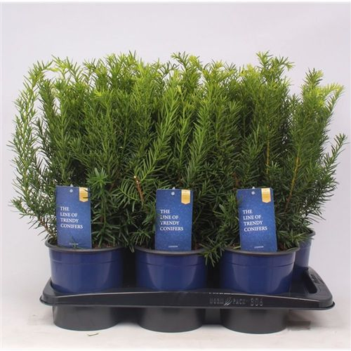 Taxus Media Densiformis T17 H050
