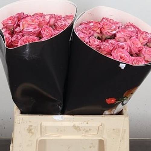 Rose verzweigt hell rosa/rosa Wachs F Oceana 40cm
