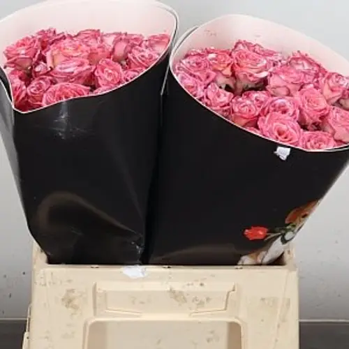 Rose verzweigt hell rosa/rosa Wachs F Oceana 40cm
