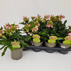 Helleborus Orientalis hell rosa VIV Celestina T14 H030