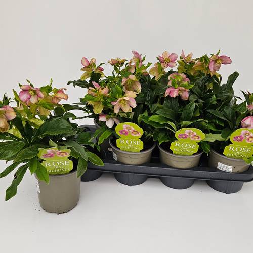 Helleborus Orientalis hell rosa VIV Celestina T14 H030