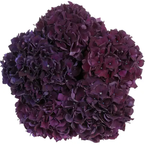 Hortensie dunkel lila Rubyred Bol 15cm 50cm