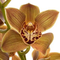 Mini Cymbidium grün Teeflor 40cm 8+Blüte