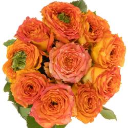 Rose rosa/dunkel orange Island Samoa gefüllt 40cm