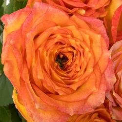Rose rosa/dunkel orange Island Samoa gefüllt 40cm