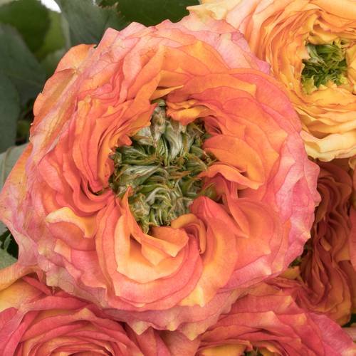 Rose rosa/dunkel orange Island Samoa gefüllt 40cm