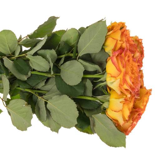 Rose rosa/dunkel orange Island Samoa gefüllt 40cm