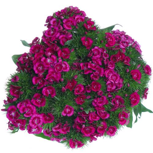 Bartnelke lila Elmo 60cm