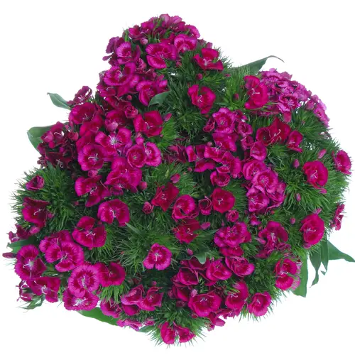 Bartnelke lila Elmo 60cm
