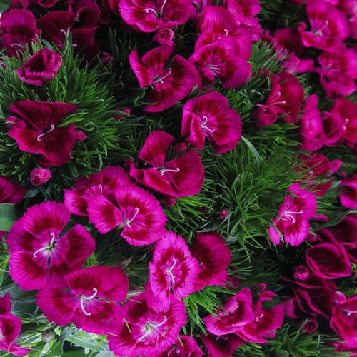 Bartnelke lila Elmo 60cm