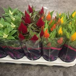 Celosia mix Schnapch. von Uhr T28 H030
