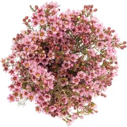 Wachsflower rosa Sarah Delight 45 Gramm 70cm