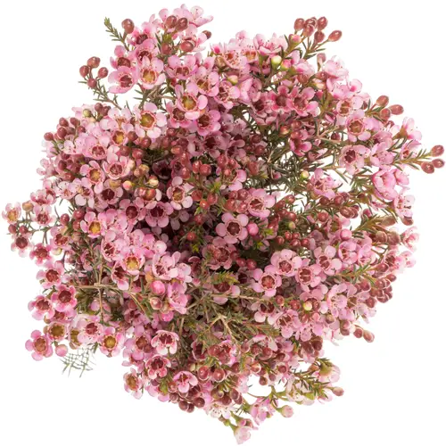 Wachsflower rosa Sarah Delight 45 Gramm 70cm