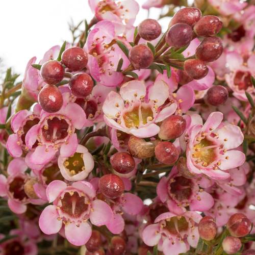 Wachsflower rosa Sarah Delight 45 Gramm 70cm