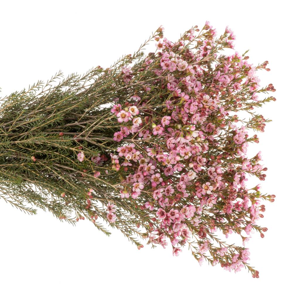 Wachsflower rosa Sarah Delight 45 Gramm 70cm