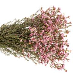 Wachsflower rosa Sarah Delight 45 Gramm 70cm