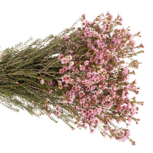 Wachsflower rosa Sarah Delight 45 Gramm 70cm