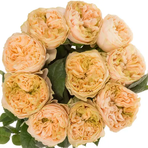Rose apricot Bridgerton 50cm