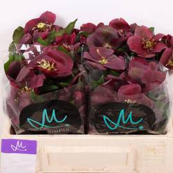 Helleborus weinrot Classic One 35cm