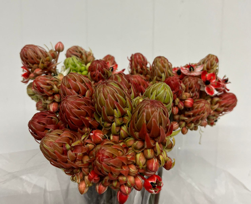 Ornithogalum cerise/rot gefärbt 75cm