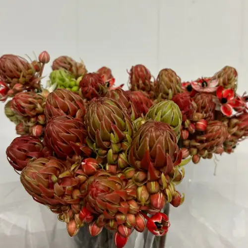 Ornithogalum cerise/rot gefärbt 75cm