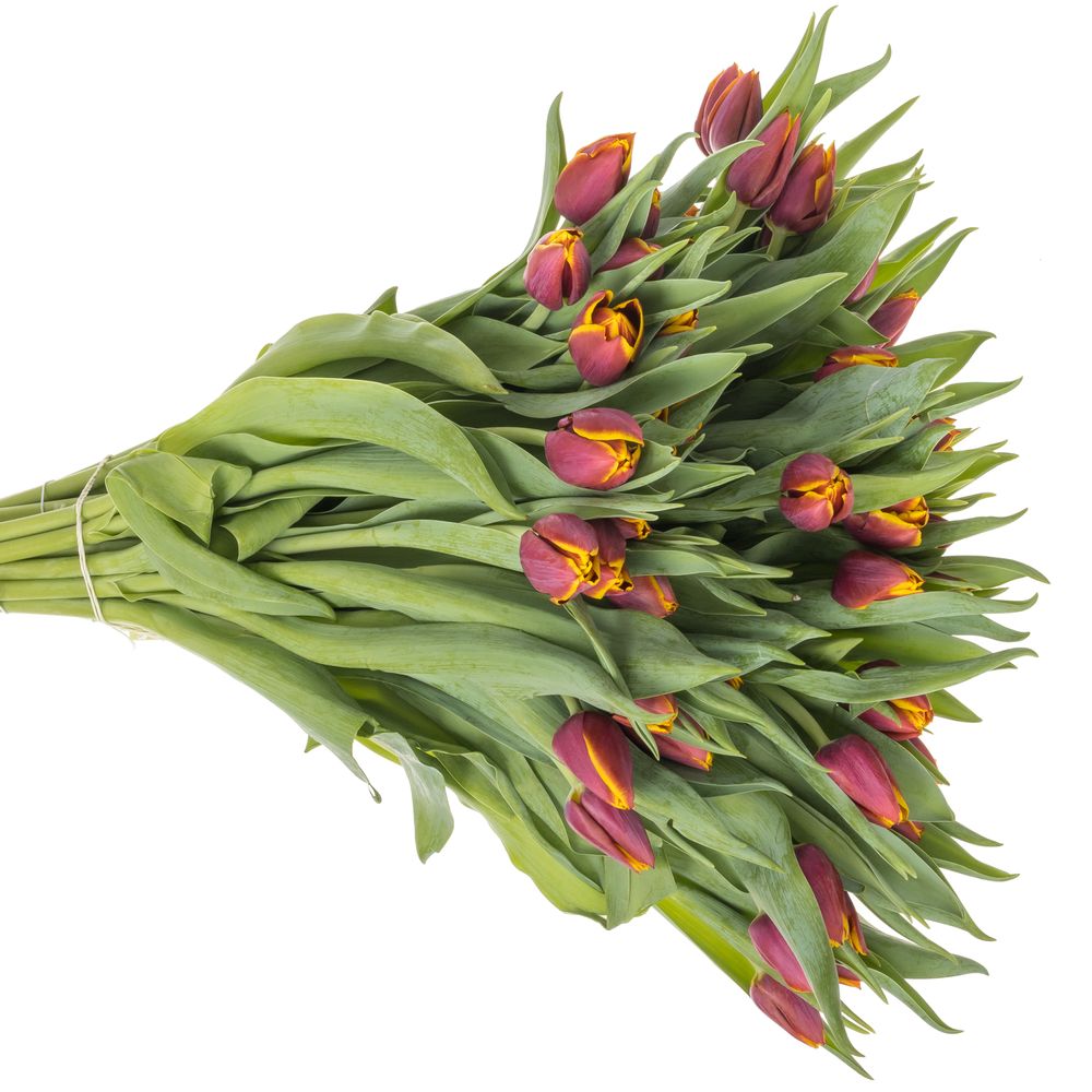 Tulpe lila/gelb Lifestyle 32 Gramm