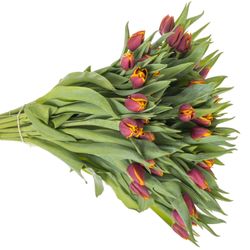 Tulpe lila/gelb Lifestyle 32 Gramm